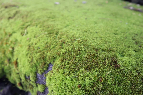 Zbliżenie Rosnącego Zielonego Mchu Pokrywającego Skałę Zewnątrz — Zdjęcie stockowe