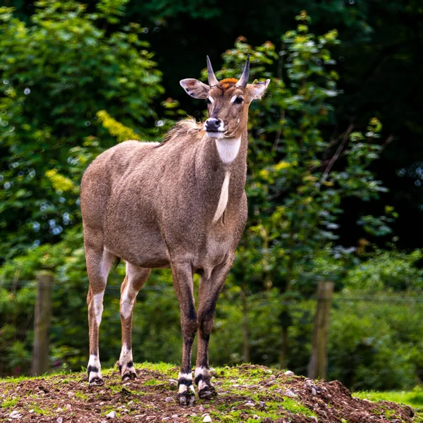 Närbild Rådjur Utomhus Dagsljus — Stockfoto