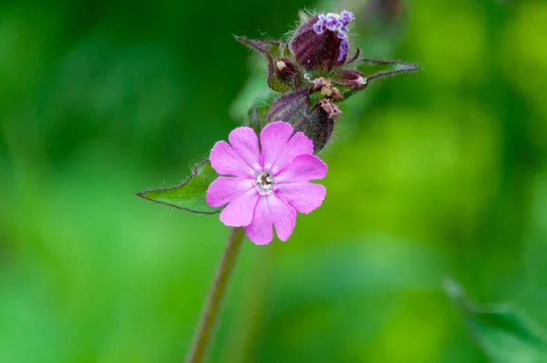 Closeup Purple Violet Silene Flower Green Background — Stock Photo, Image