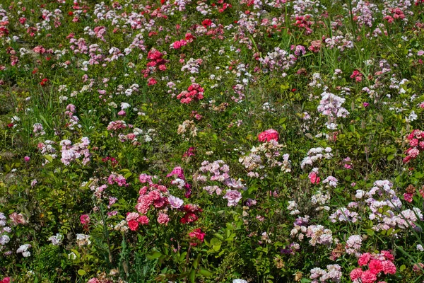 Primer Plano Prado Con Flores Rosadas Florecientes —  Fotos de Stock