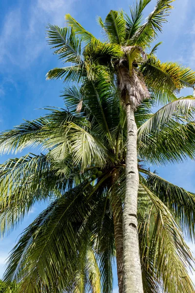 Tropische Palmbomen Portret Formaat Tegen Sterke Blauwe Luchten Filippi — Stockfoto
