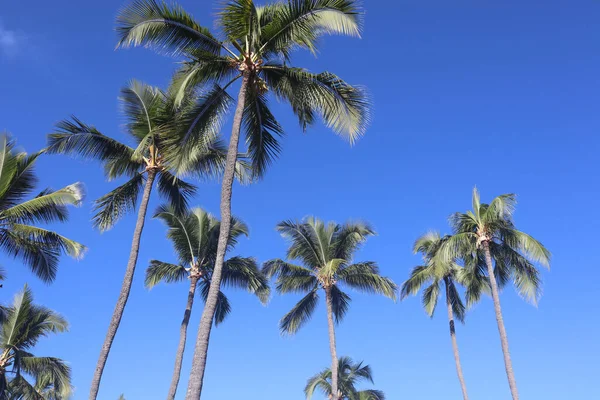 Closeup Palm Trees Hawaiian Island Kona Daylight — Stock Photo, Image