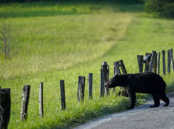 阳光灿烂的一天 一只美国小黑熊在田边的栅栏边 — 图库照片