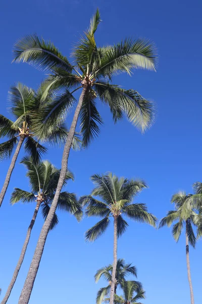 Vertical Shot Palm Trees Hawaiian Island Kona Daylight — Stock Photo, Image