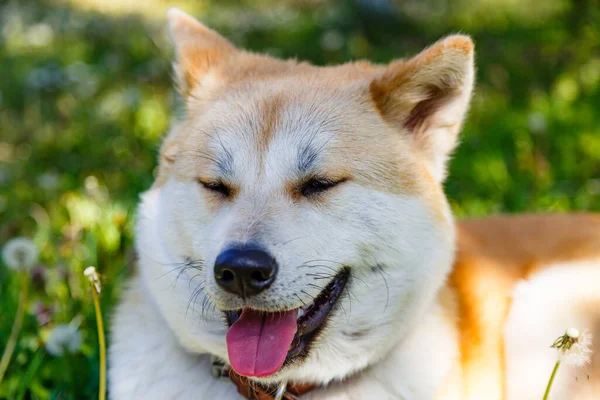 Bom Cão Com Língua Para Fora — Fotografia de Stock