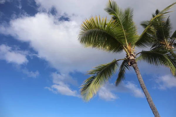 하와이 섬에서 백주에 야자나무가 들어선 — 스톡 사진