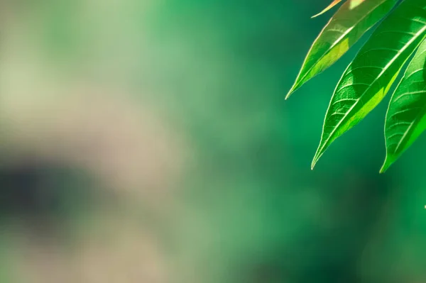 Una Hermosa Vista Las Hojas Verdes Planta Sobre Fondo Borroso — Foto de Stock