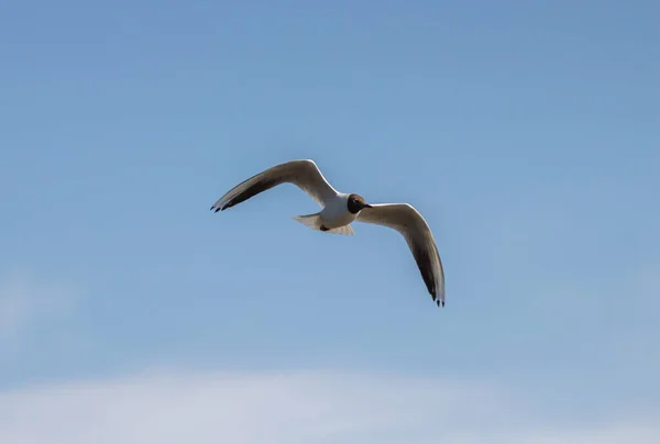 Beautiful Shot Seabird Sky — Stock Photo, Image