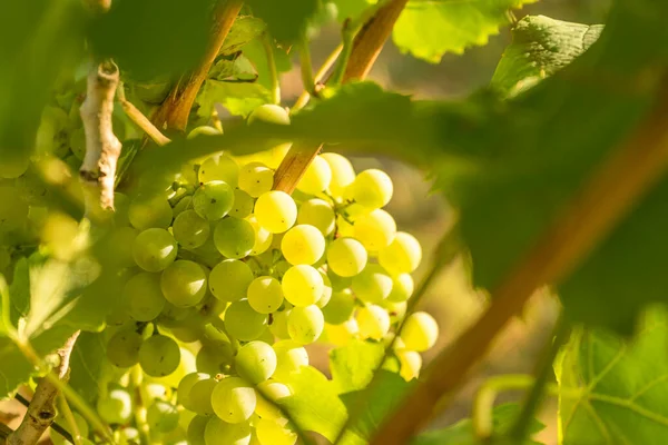 Dojrzewające Pyszne Zielone Winogrona Winnicy — Zdjęcie stockowe