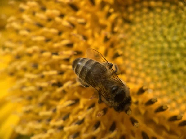 Zbliżenie Ujęcia Pszczoły Słoneczniku — Zdjęcie stockowe
