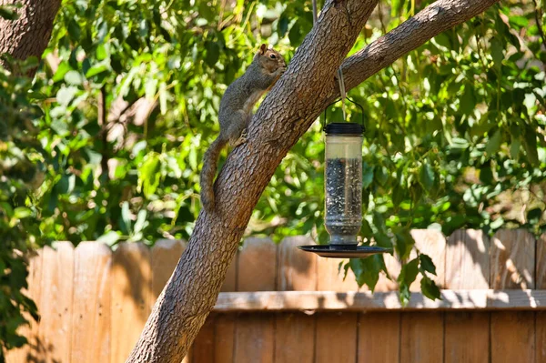 Een Eekhoorn Boom Met Een Vogelvoeder Eraan Hangend Tuin — Stockfoto