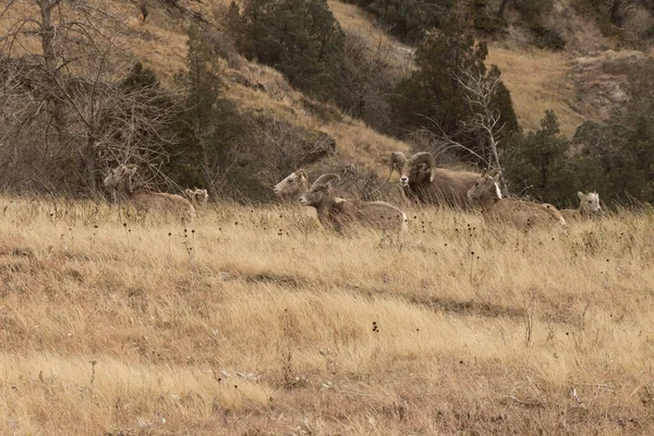 Una Manada Ovejas Cuerno Grande Parque Nacional Theodore Roosevelt Dakota —  Fotos de Stock