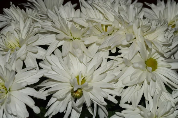 Zbliżenie Ujęcie Białych Chryzantemy Kwiaty — Zdjęcie stockowe