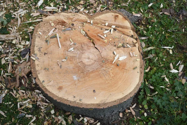 A top view of a tree stump in the grassy forest