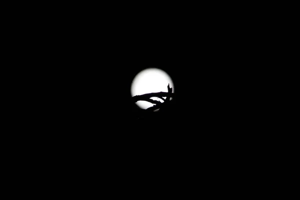 Karanlık Bulanık Bir Arka Planda Dolunayı Olan Dallardan Oluşan Bir — Stok fotoğraf