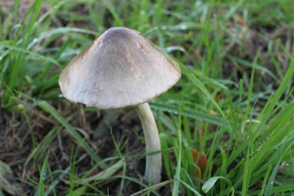 Gros Plan Champignon Dans Champ Herbeux Vert — Photo