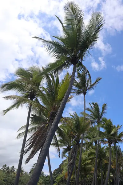 Vertical Shot Palm Trees Daylight Sky Clouds Hawaiian Island Kona — Stock Photo, Image