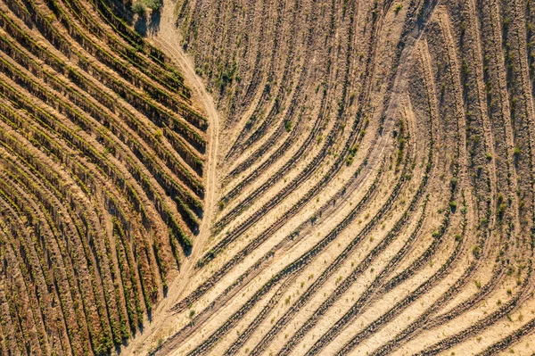 Una Vista Aerea Delle Terrazze Del Campo Risaia Sotto Luce — Foto Stock