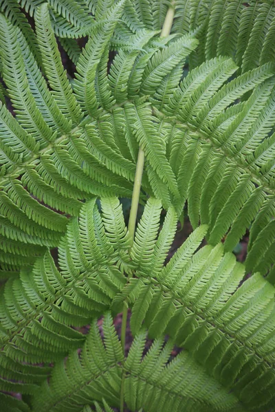 Closeup Texture Fern Leaves Hawaiian Island Kona — Stock Photo, Image