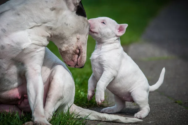 Een Close Van Een Bulterriër Puppy Hond Die Overdag Buiten — Stockfoto