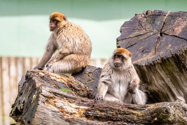 Primer Plano Macacos Berberiscos Aire Libre Durante Día —  Fotos de Stock