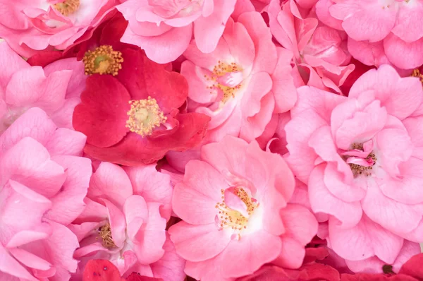 Closeup Shot Fresh Red Pink Peony Flowers Great Wallpaper — Stock Photo, Image