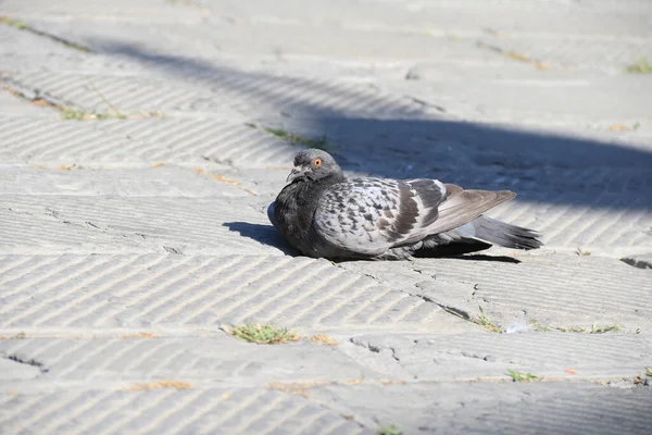 Eine Grau Gefleckte Taube Liegt Auf Einer Straße — Stockfoto