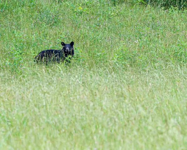 Der Amerikanische Schwarzbär Auf Dem Feld Bei Tageslicht — Stockfoto