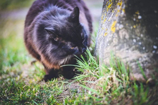 Eine Nahaufnahme Einer Niedlichen Schwarzen Katze Freien — Stockfoto