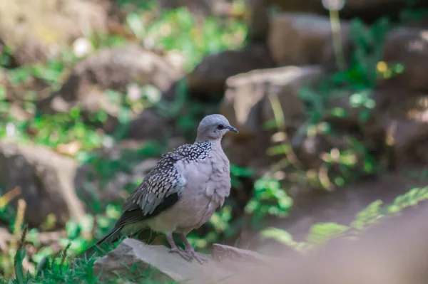 Primer Plano Una Paloma Manchada Pie Sobre Una Piedra Sobre — Foto de Stock