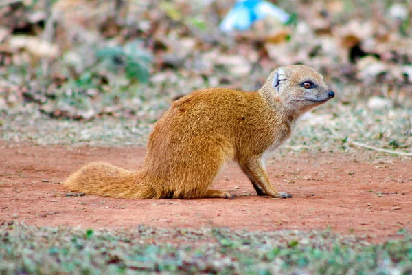 Foco Seletivo Mangusto Slender Alertamente Olhando Para Algo Natureza — Fotografia de Stock