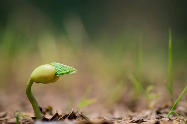 Прекрасний Вигляд Стебла Рослини Росте Полі Розмитому Сонячному Фоні — стокове фото