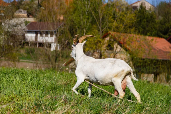 White Goat Farm — Stock Photo, Image