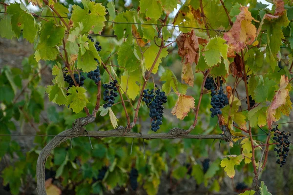 Uma Vista Cachos Uvas Pretas Maduras Vinha — Fotografia de Stock