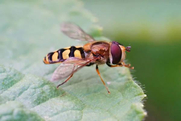 Closeup Shot Migrant Hoverfly Green Flower — Stock Photo, Image