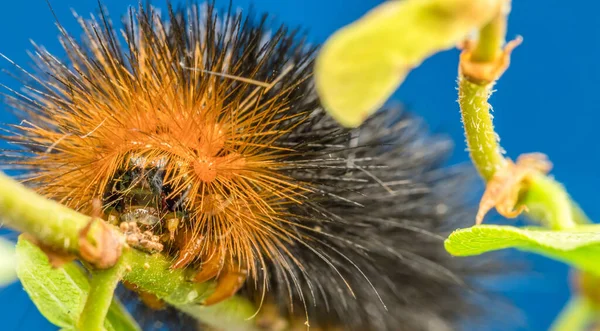 Eine Nahaufnahme Von Orangefarbenen Und Schwarzen Lärchen Tussock Motten Schmetterlingswurm — Stockfoto