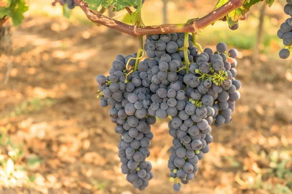 Maduración Deliciosas Uvas Negras Viñedo — Foto de Stock