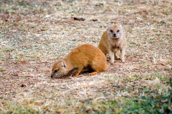 Une Mise Point Sélective Couple Mangoustes Minces Dans Nature — Photo