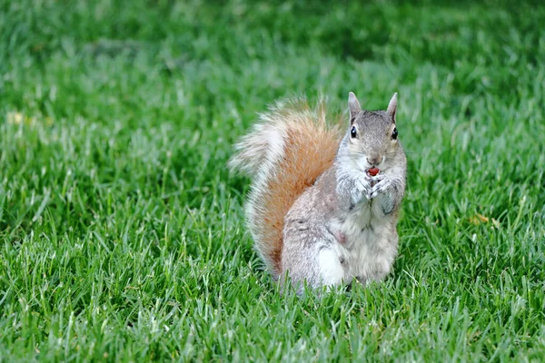 Esquilo Cinza Oriental Bonito Floresta Comendo Nozes Enquanto Sentado Grama — Fotografia de Stock