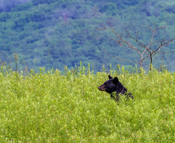 Oso Negro Americano Campo Luz Del Día — Foto de Stock