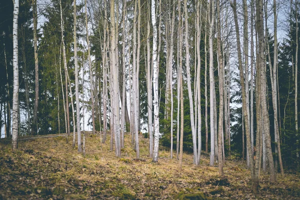 Krásný Výhled Holé Stromy Jaře Lese — Stock fotografie