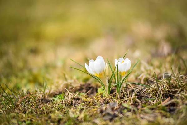 白いクロッカスの花が咲くクローズアップショット — ストック写真