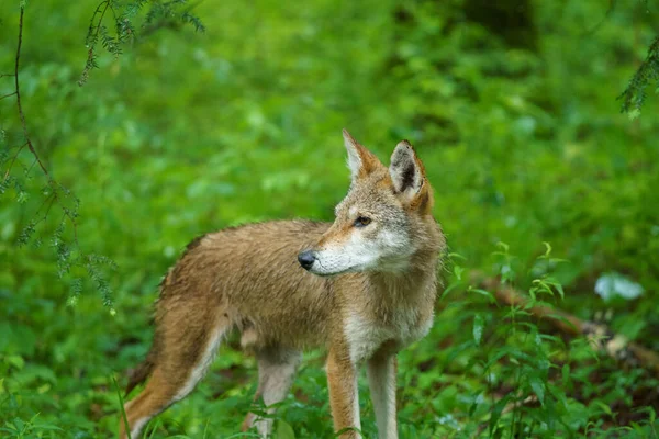 Zorro Gris Sudamericano Bosque — Foto de Stock