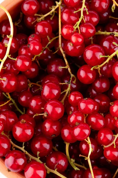 Sebuah Foto Closeup Dari Merah Segar Currant Berries — Stok Foto