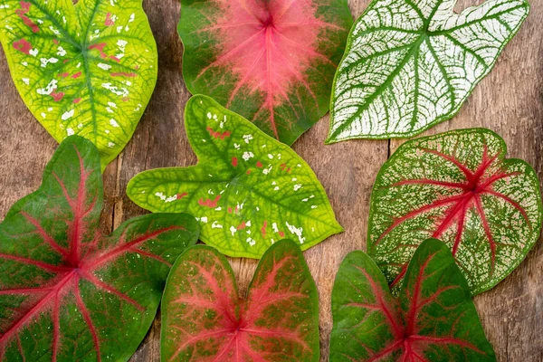 Eine Ansicht Von Caladium Pflanzenblättern Auf Einem Holzbrett — Stockfoto