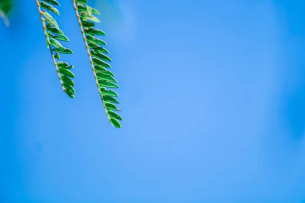 하늘을 배경으로 초록빛 아름다운 — 스톡 사진