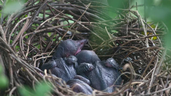 Eine Großaufnahme Von Krähenbabys Nest Krähenküken Nest — Stockfoto