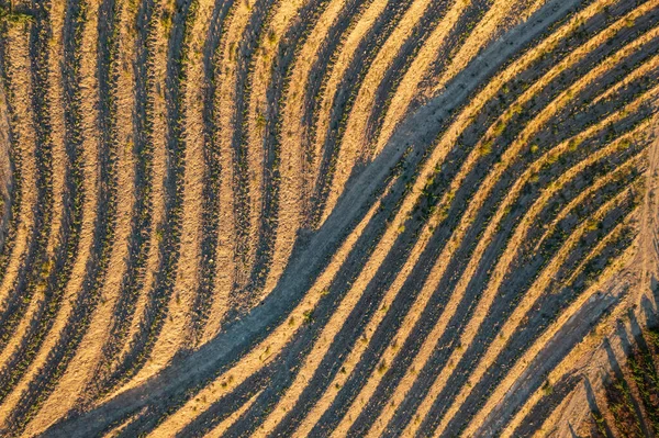 Eine Luftaufnahme Der Terrassen Der Reisfelder Unter Sonnenlicht — Stockfoto