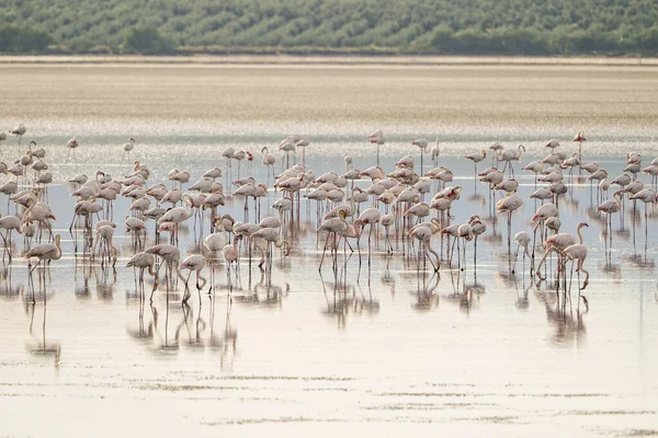 Ein Schöner Blick Auf Die Flamingos Phoenicopterus Roseus Die Sich — Stockfoto