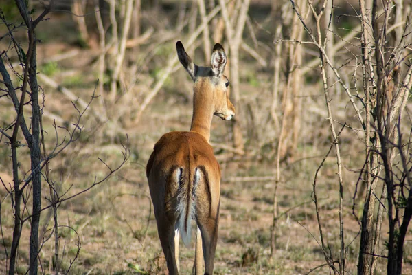 Detailní Záběr Jednoho Divokého Jelena Safari Parku Africe Denního Světla — Stock fotografie